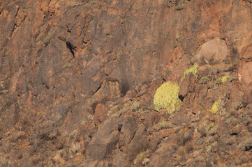 Cliff with shrubs of Canary Island spurge (Euphorbia canariensis). The Nublo Rural Park. Mogan....