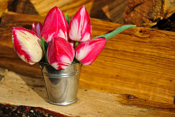 
tulips in a small bucket on a wooden background
