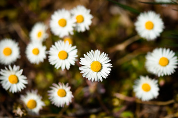 daisies in a field