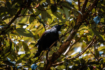 Tui, New Zealand