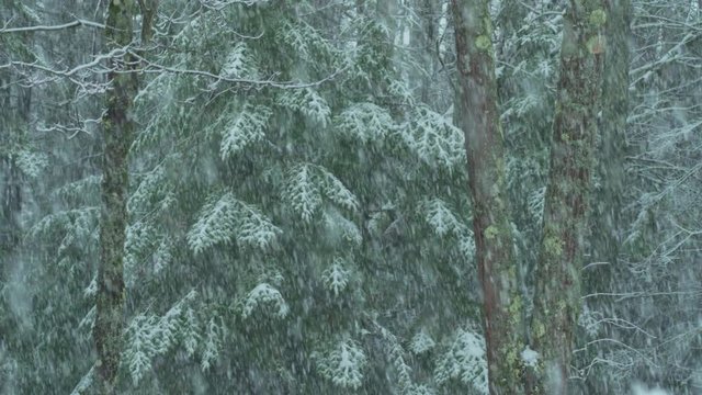 Intense slow motion snow storm against green boreal forest