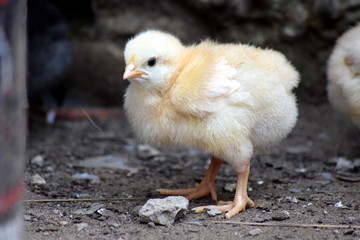 Little chicken in a farm