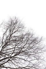 Silhouette of a leafless birch tree and branches, isolated on white background.