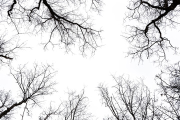 Silhouette of leafless trees and branches, viewed from below. Isolated on white background.