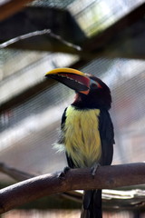 Yellow and green aracari
