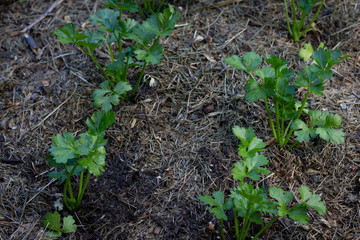 Petersilie im Gemüsebeet