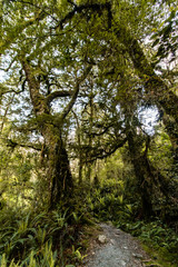 Fototapeta premium path in the forest