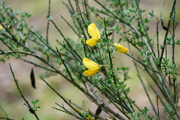 yellow spring flowers