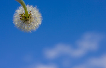 Blauer Himmel mit einer Wolke und Löwenzahn verblüht Pusteblume