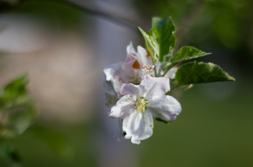 Apfelbaum Blüte Detailaufnahme niemand