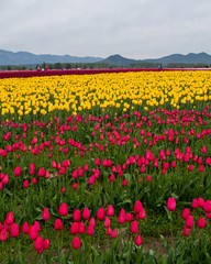 field of tulips in front of mountains