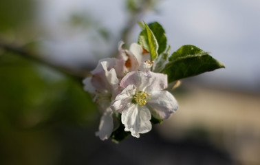 Blüte eines Apfelbaumes in Nahaufnahme