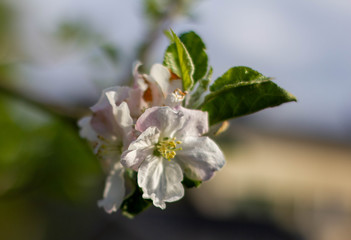 Blüte eines Apfelbaumes in Nahaufnahme