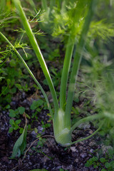 Junge Fenchelpflanze im Gemüsebeet
