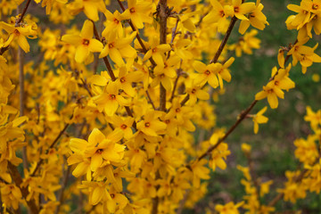 Yellow forsythia, blooming in April. Spring. Easter tree.
