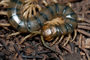 Canarian centipede (Scolopendra valida). Las Brujas Mountain. Integral Natural Reserve of Inagua. Tejeda. Gran Canaria. Canary Islands. Spain.