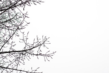 Black branches with small buds and leaves are located on the left against the background of a white sky without clouds and sun. An unconventional look at ordinary things for your design.