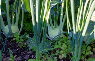 Fototapeta premium junge Kohlrabi im Frühbeet Gemüse