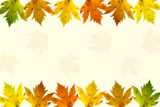 Autumn maple leaves decorated with blank message space for background