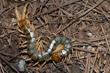 Canarian centipede (Scolopendra valida). Las Brujas Mountain. Integral Natural Reserve of Inagua....