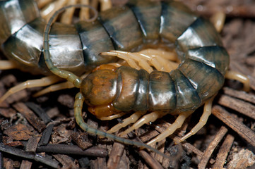 Canarian centipede (Scolopendra valida). Las Brujas Mountain. Integral Natural Reserve of Inagua....