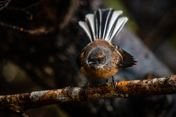 New Zealand fantail