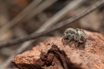 Female jumping spider (Aelurillus lucasi). Las Brujas Mountain. Integral Natural Reserve of Inagua. Tejeda. Gran Canaria. Canary Islands. Spain.