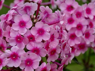 Pink phlox flowers