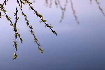 Willow branches with small green leaves in the rays of the setting sun hang down against the background of blurred river water.