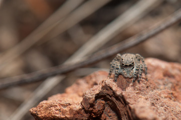 Female jumping spider (Aelurillus lucasi). Las Brujas Mountain. Integral Natural Reserve of Inagua. Tejeda. Gran Canaria. Canary Islands. Spain.