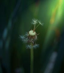 dried dandelion on a green background, macro