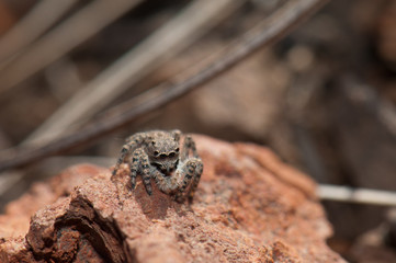 Female jumping spider (Aelurillus lucasi). Las Brujas Mountain. Integral Natural Reserve of Inagua. Tejeda. Gran Canaria. Canary Islands. Spain.