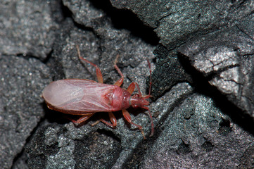 True bug on a burned trunk of Canary Island pine. Integral Natural Reserve of Inagua. Tejeda. Gran Canaria. Canary Islands. Spain.