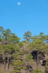Full moon over a forest of Canary Island pine (Pinus canariensis). Integral Natural Reserve of Inagua. Tejeda. Gran Canaria. Canary Islands. Spain.