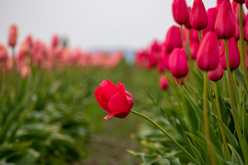 red tulips in field/garden