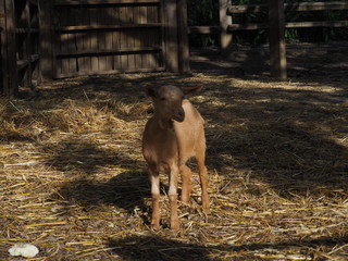 Fototapeta premium cabra marron pequeña en un corral