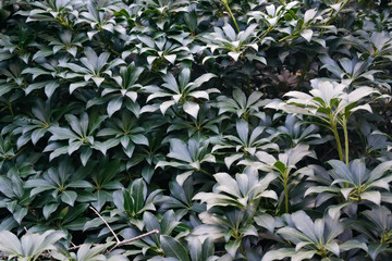 Obraz premium Pieris japonica 'Cavatine' shrub in late spring with no flowers, dark green background