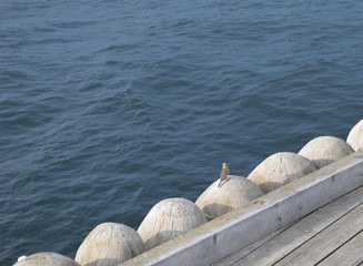 Mały ptaszek nad morskim molem w Sopocie © Jacek