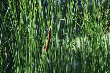 Pałka wodna (typha)  pośród wysokiej trawy oczka wodnego