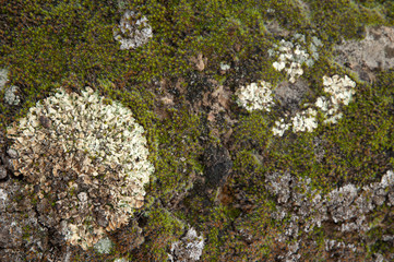 Lichen and moss in the Integral Natural Reserve of Inagua. Tejeda. Gran Canaria. Canary Islands....