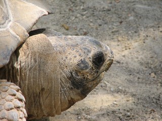 Głowa żółwia w dużym powiększeniu