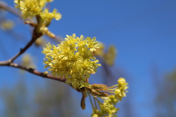budding buds and flowers on the branches of a Linden tree against the blue sky