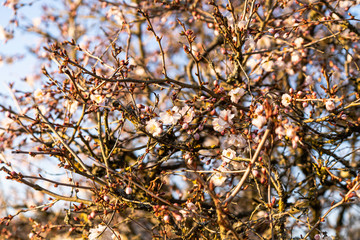 flowering shrub in back light at sunset
