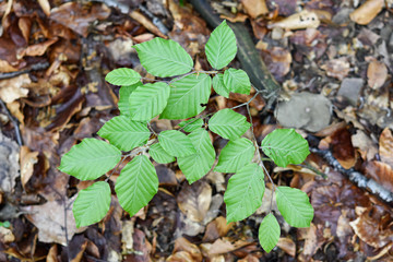 Springtime, new and fresh green leaves