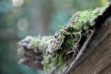 Moss on Tree