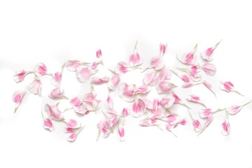 Blurred a group of sweet pink Carnation flower corollas on white isolated background