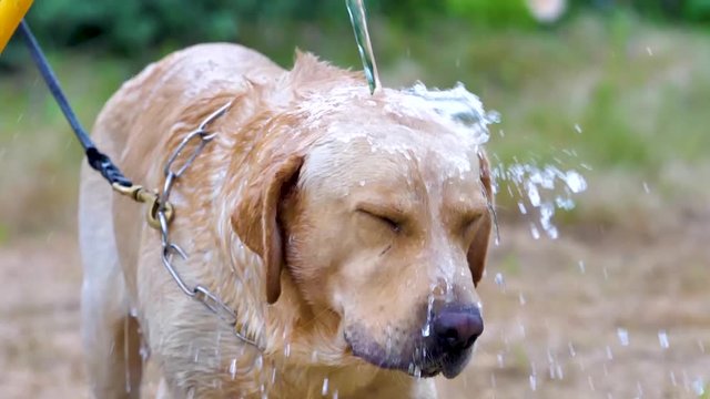 labrador dog playing with water