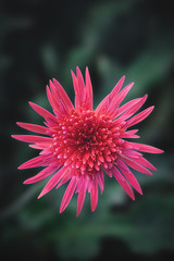 Obraz premium Gerbera flower