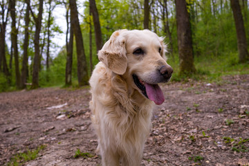 Beautiful furry labrador posing for a photo in a forest