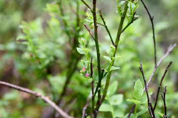 Wild blueberry plant in the forest